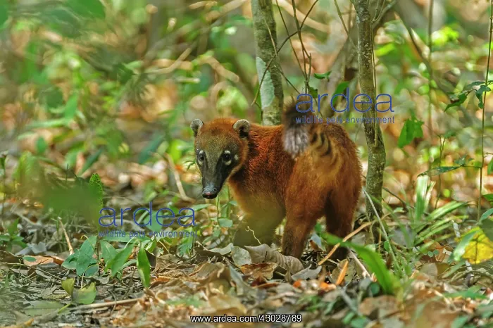 : South American Coati / Ring-tailed Coati, Pantanal : South American Coati / Ring-tailed Coati, Pantanal