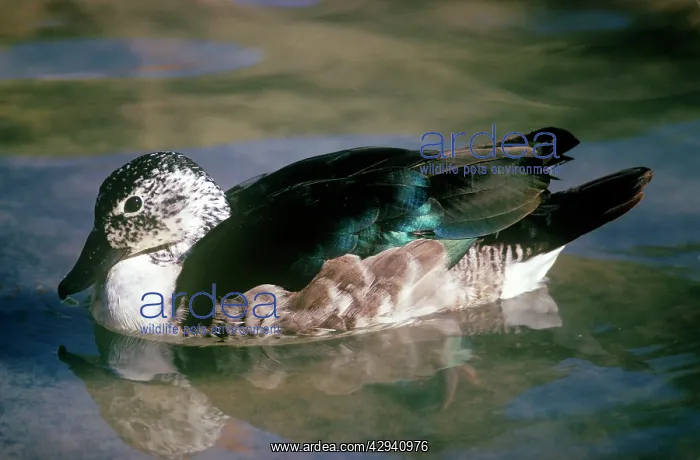 : South American Comb Duck - female : South American Comb Duck - female