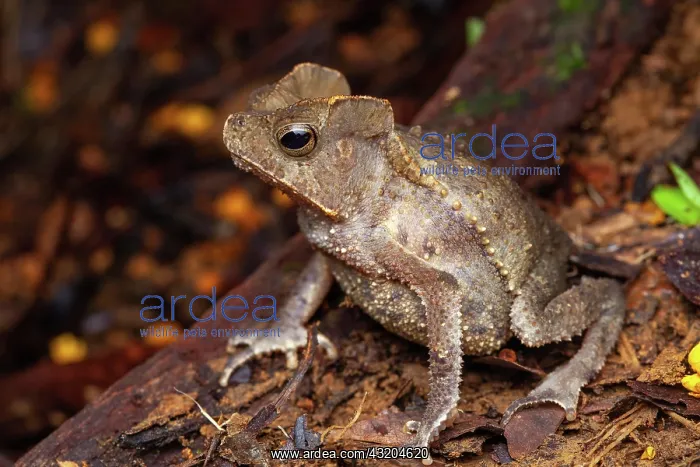 : South American Common Toad (Rhinella margaritifera) : South American Common Toad (Rhinella margaritifera)
