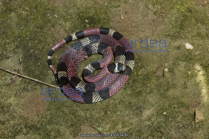: South American Coral Snake : South American Coral Snake