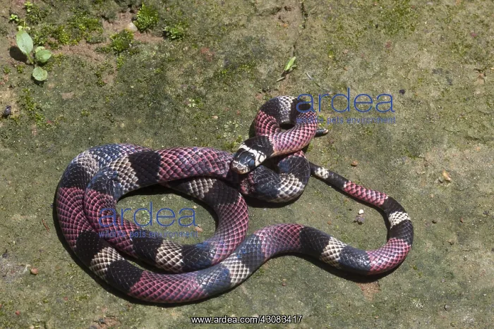 : South American Coral Snake : South American Coral Snake