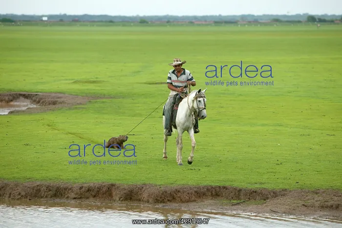 : South American Cowboy / llanero - catching capybara : South American Cowboy / llanero - catching capybara