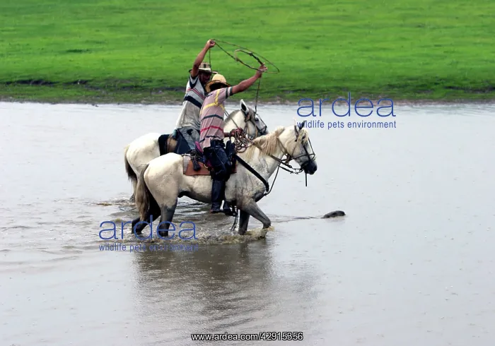 : South American Cowboy / llanero - catching capybara : South American Cowboy / llanero - catching capybara