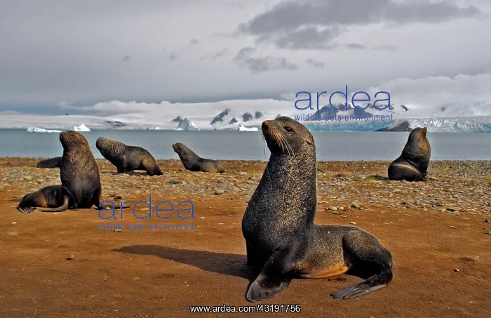 : South American fur seal (Arctocephalus australis) : South American fur seal (Arctocephalus australis)