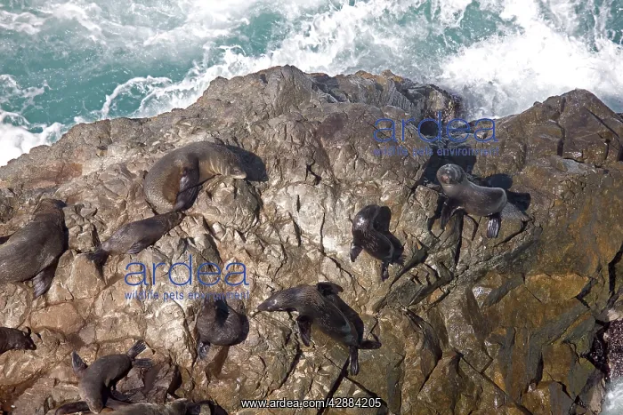 : South American Fur Seal - resting on rocks : South American Fur Seal - resting on rocks
