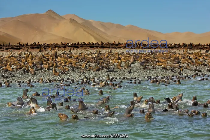 : South American Fur Seals - resting on beach & in water : South American Fur Seals - resting on beach & in water