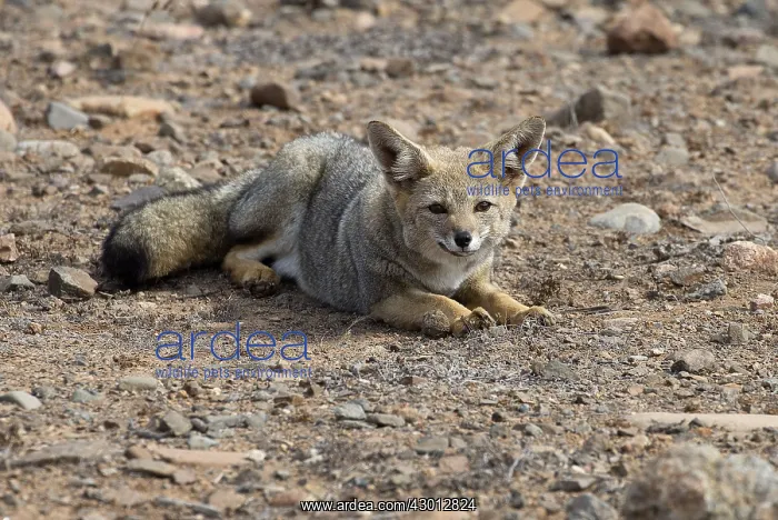 : South American gray fox Pan de Azucar National Park Chile : South American gray fox Pan de Azucar National Park Chile
