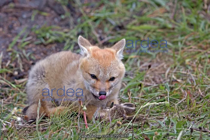 : South American Gray Patagonian Fox eating Brown Hare head : South American Gray Patagonian Fox eating Brown Hare head