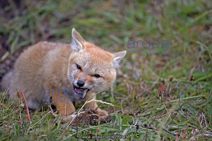 : South American Gray Patagonian Fox eating Brown Hare head : South American Gray Patagonian Fox eating Brown Hare head