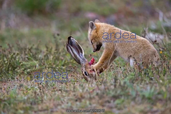 : South American Gray Patagonian Fox eating Brown Hare head : South American Gray Patagonian Fox eating Brown Hare head