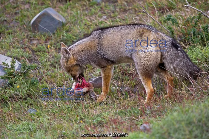  : South American Gray Patagonian Fox eating Brown Hare head