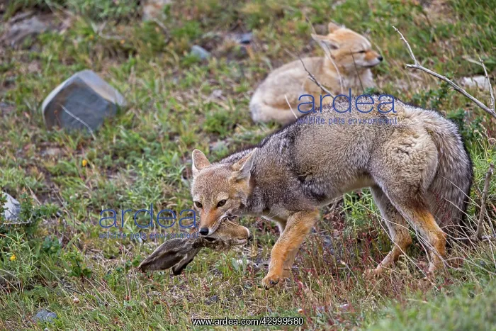 : South American Gray Patagonian Fox eating Brown Hare head : South American Gray Patagonian Fox eating Brown Hare head