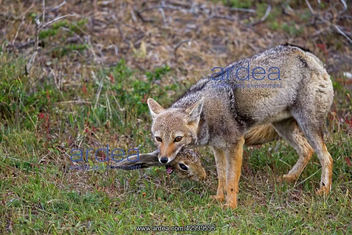 : South American Gray Patagonian Fox eating Brown Hare head : South American Gray Patagonian Fox eating Brown Hare head