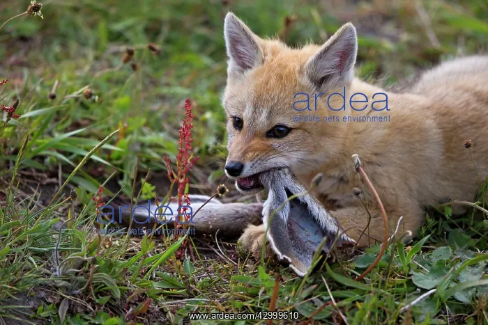 : South American Gray Patagonian Fox eating Brown Hare head : South American Gray Patagonian Fox eating Brown Hare head