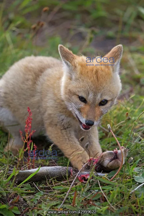 : South American Gray Patagonian Fox eating Brown Hare head : South American Gray Patagonian Fox eating Brown Hare head