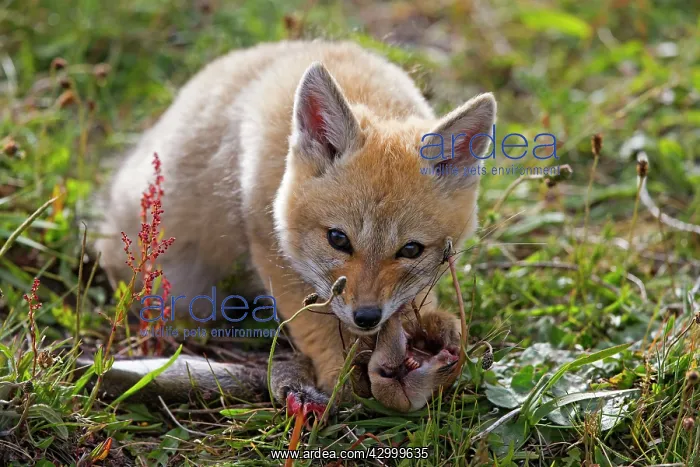 : South American Gray Patagonian Fox eating Brown Hare head : South American Gray Patagonian Fox eating Brown Hare head