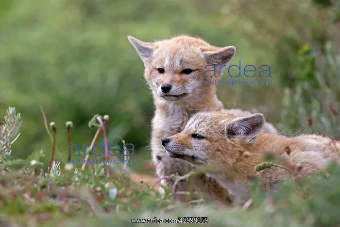 : South American Gray Patagonian Fox young cubs : South American Gray Patagonian Fox young cubs