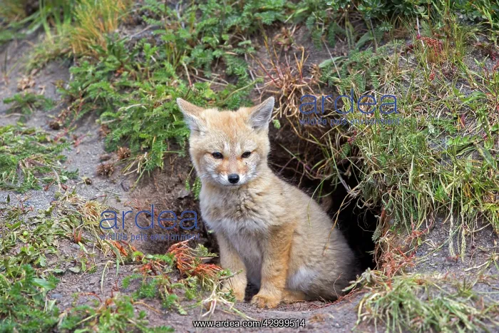 : South American Gray Patagonian Fox young at den entrance : South American Gray Patagonian Fox young at den entrance