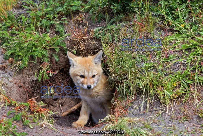 : South American Gray Patagonian Fox young at den entrance : South American Gray Patagonian Fox young at den entrance