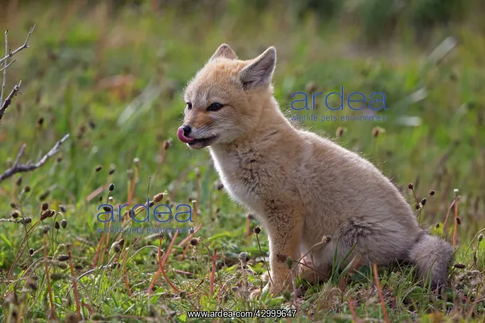 : South American Gray Patagonian Fox young licking lips : South American Gray Patagonian Fox young licking lips