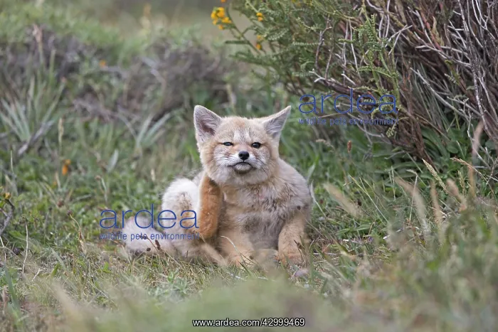: South American Gray Patagonian Fox young scratching : South American Gray Patagonian Fox young scratching