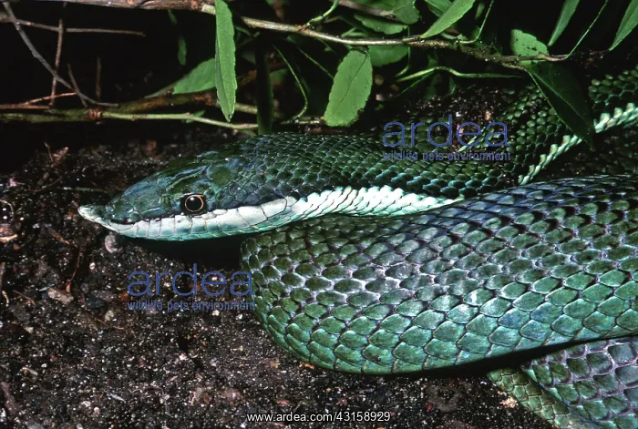 : South American Green Racer : South American Green Racer