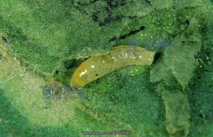 : South American leaf miner (Liriomyza huidobrensis) : South American leaf miner (Liriomyza huidobrensis)