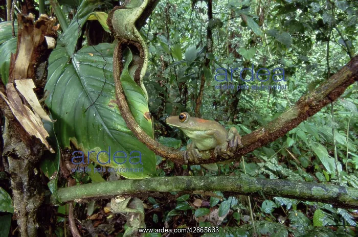 : South American Map Frog : South American Map Frog