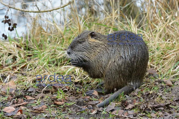 : South American Nutria, Coypu, Myocastor coypus : South American Nutria, Coypu, Myocastor coypus