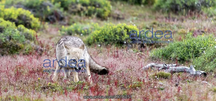 : South American / Patagonian Grey Fox portrait : South American / Patagonian Grey Fox portrait