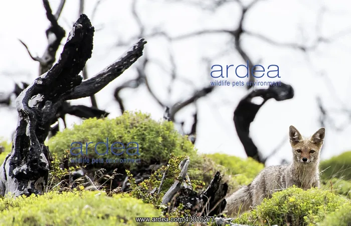 : South American / Patagonian Grey Fox portrait : South American / Patagonian Grey Fox portrait