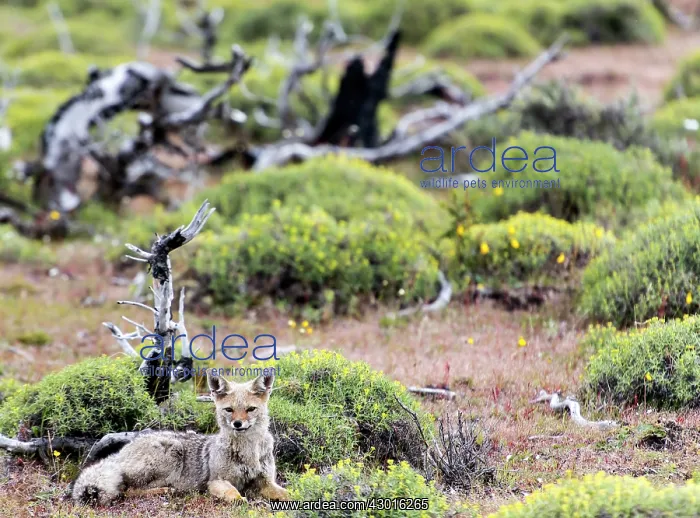 : South American / Patagonian Grey Fox sitting on grass : South American / Patagonian Grey Fox sitting on grass