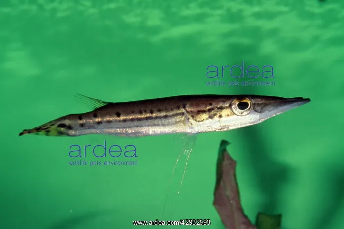 : South American Pike Characin : South American Pike Characin
