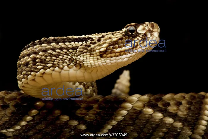 : South American Rattlesnake (Crotalus durissus du : South American Rattlesnake (Crotalus durissus du