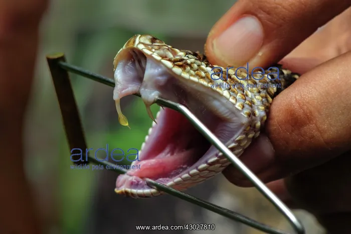 : South American Rattlesnake / Tropical Rattlesnake : South American Rattlesnake / Tropical Rattlesnake
