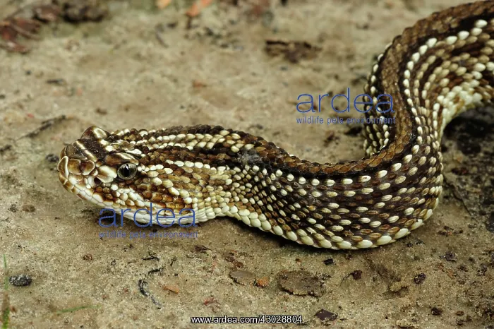 : South American Rattlesnake / Tropical Rattlesnake : South American Rattlesnake / Tropical Rattlesnake