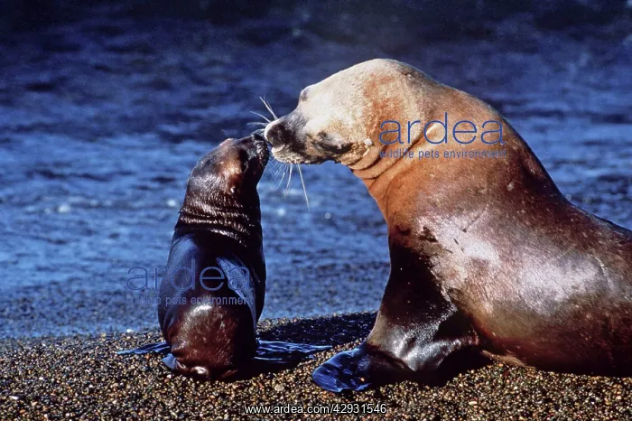 : South American Sea Lion - on beach with cub : South American Sea Lion - on beach with cub