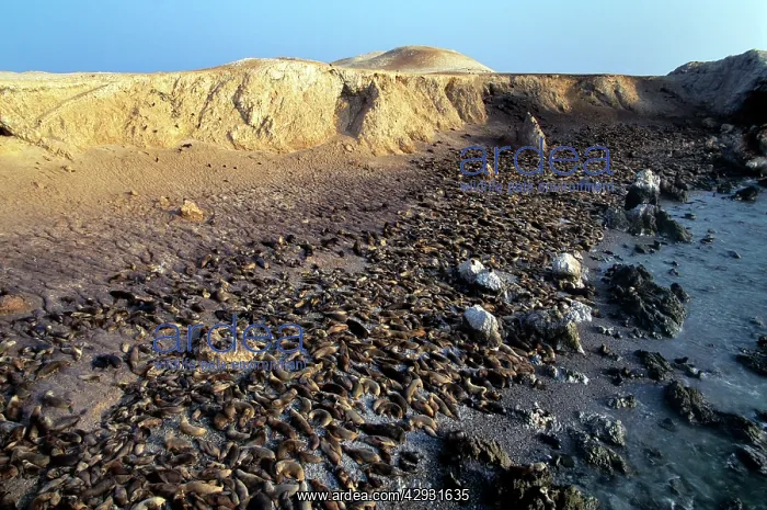 : South American Sea Lion - colony : South American Sea Lion - colony