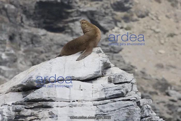  : South American Sea Lion - Pan de Azucar National
