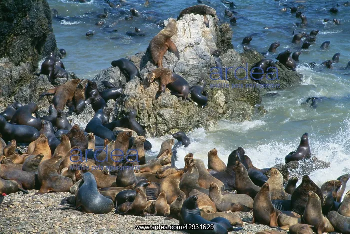 : South American Sea Lions - on beach and in water : South American Sea Lions - on beach and in water