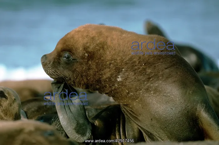 : South American Sealion : South American Sealion