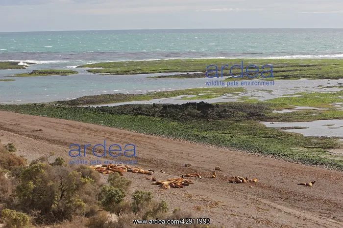 : South American Sealion - adult on beach with pups : South American Sealion - adult on beach with pups