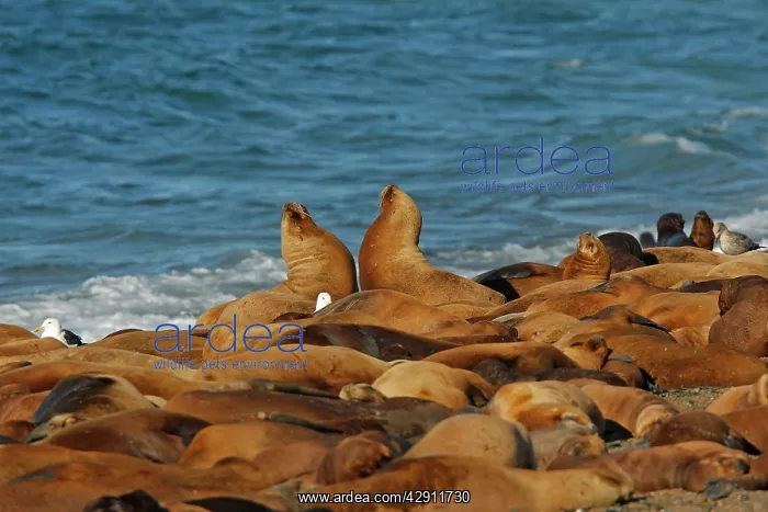 : South American Sealion - adults on beach with two : South American Sealion - adults on beach with two
