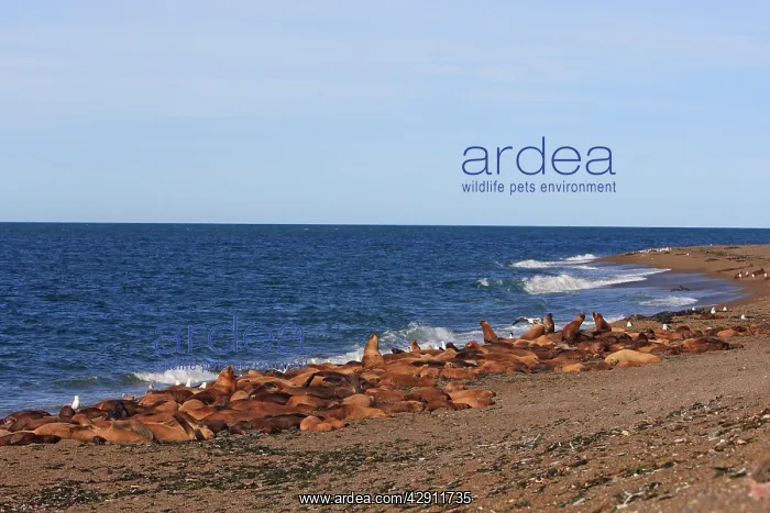 : South American Sealion - adults on beach : South American Sealion - adults on beach