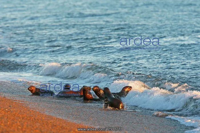 : South American Sealion - on beach : South American Sealion - on beach