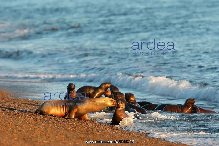 : South American Sealion - on beach : South American Sealion - on beach