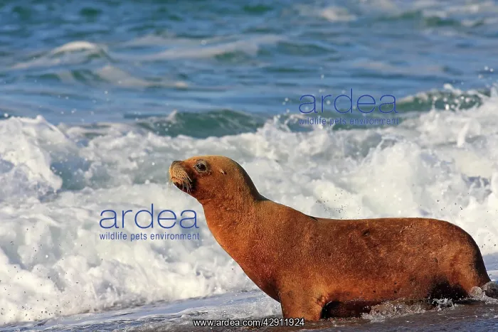 : South American Sealion - on beach : South American Sealion - on beach