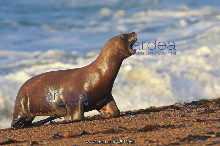 : South American Sealion - on beach : South American Sealion - on beach