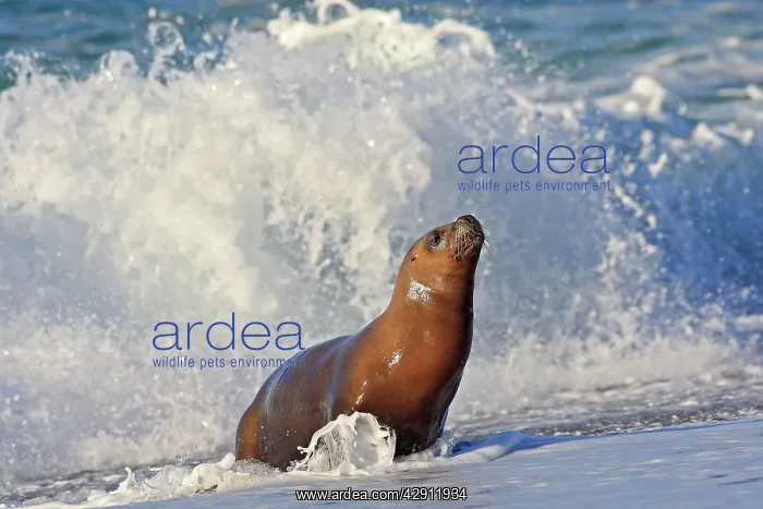 : South American Sealion - on beach in surf : South American Sealion - on beach in surf