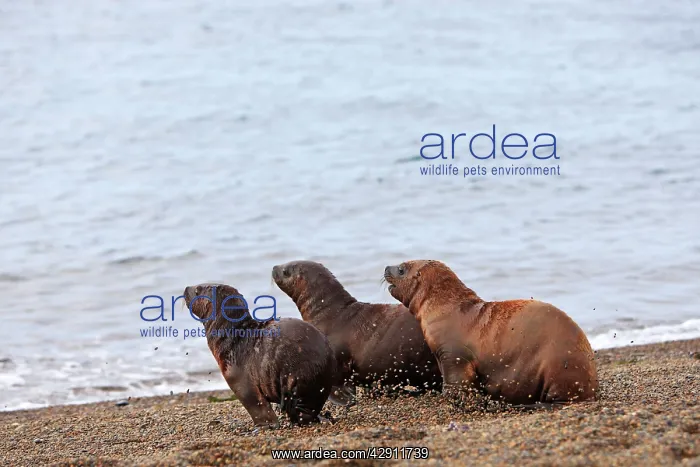 : South American Sealion - pups on beach : South American Sealion - pups on beach